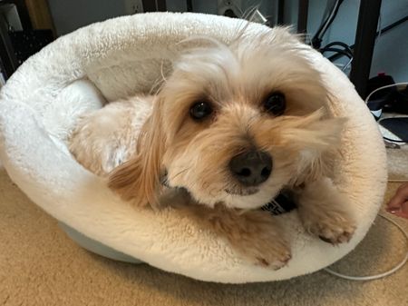 A small, cream colored dog laying in a round dog bed. The dog is look at the camera.