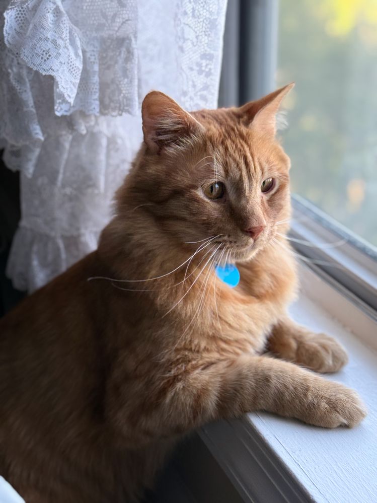 Orange cat looks out window