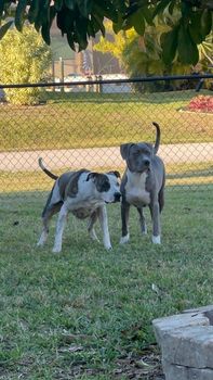 Two muscular dogs standing on grass in a fenced yard, one gray and white and the other solid gray, looking alert under tree shade.